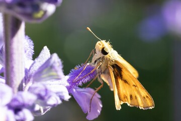 Macro of a Fiery skipper pollenating on Salvia farinacea, delicate flower petals