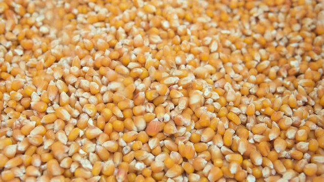 Slowmotion view of maize corn seeds grains falling down, agricultural raw food,price crisis