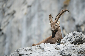 Alpine ibex in its natural habitat