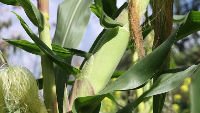 Growing corn. Close-up. Smooth camera panning from one corncob to another. The wind shakes the corn. The background is blurry.