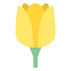 tulip flower