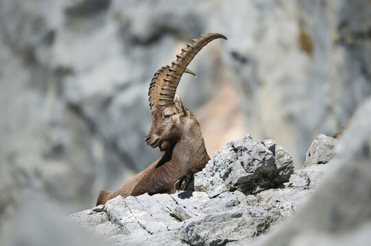 Alpine Ibex In Its Natural Habitat