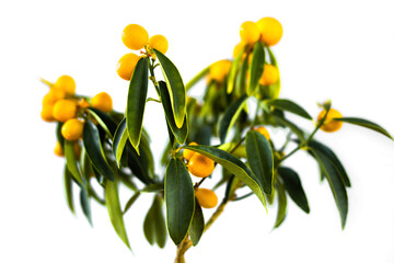 Obraz premium Kumquat with ripe fruits close up on an isolated white background. Citrus room tree. Houseplant tangerine tree