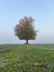 Herbstlich