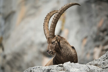 Alpine ibex in its natural habitat