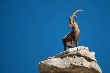 Alpine ibex in its natural habitat - obrazy, fototapety, plakaty