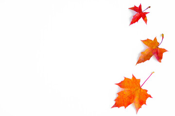 Background of yellow maple leaves with space for text on a white background. Autumn Leaf Background