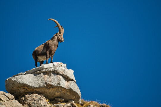 Alpine ibex in its natural habitat