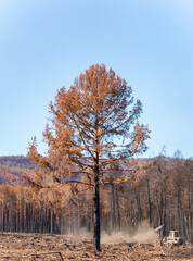 Burnt isolated tree with forest in the background