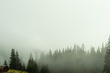 landscape green forest and mountains fog covers receding silhouettes of trees travel rest recovery in nature outdoor vacation in the Carpathians space for text atmosphere wallpaper screensaver pattern