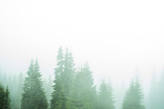 landscape green forest and mountains fog covers receding silhouettes of trees travel rest recovery in nature outdoor vacation in the Carpathians space for text atmosphere wallpaper screensaver pattern © Hordina Anastasia 