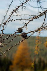 European larch Larix Pinaceae from the pine family in autumn yellow needles and cones close-up