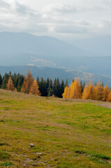landscape autumn in the mountains colored coniferous forest yellow and green in the Carpathians pines firs, Larix, Pinaceae wallpaper screensaver blue sky tourism travel nature beauty
