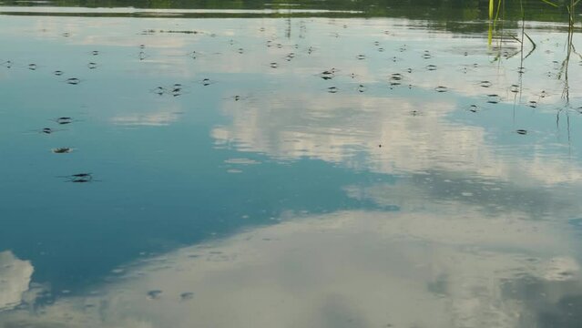 Water meters gerris lacustris move quickly along the river water surface in the reflection of the cloudy sky
