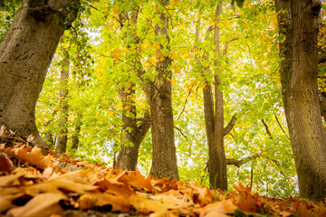 tree in autumn