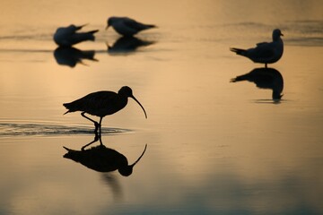 Curlew in the water in the last light of the evening