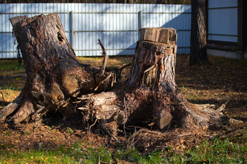 Obraz premium Uprooting of pine stumps in the garden. A stump with its roots torn out of the ground. Deleting a tree.
