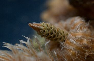 Pine buds macro photo.