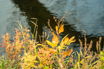 Autumn vegetation on the background of river water.