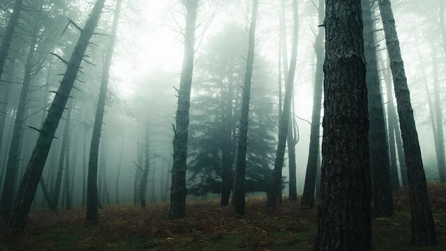 Forest shrouded in autumn fog