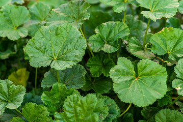 Mallow (Malva pusilla, Malva rotundifolia) grows in the wild in summer autumn. © Victoria Moloman