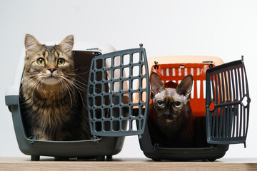 Two pet carriers and with cats