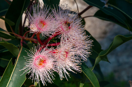Sydney Australia, bee on pink flowers of a corymbia "Summer beauty" tree which is part of the eucalypt family