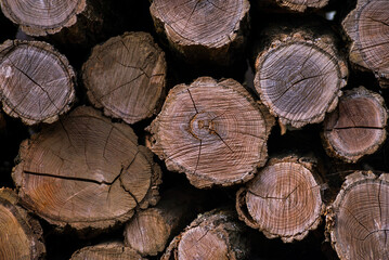 Stump wooden texture and background  cross section annual rings and cracks. Natural organic Round cut tree Pile of cut timber cut Stack chopped firewood winter.