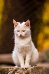 Beautiful white cat in the garden Cute enjoying his life outdoors. feline looking at camera Countryside portrait background copy space outdoors autumn fall.