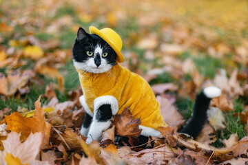 Cute cat in a yellow hat and yellow sweater in the autumn park. Autumn background.