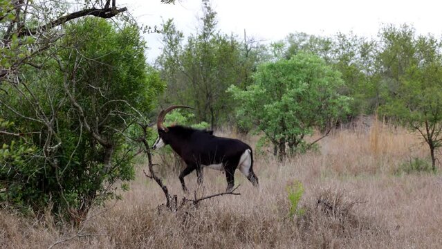 Sable bull with one broken horn