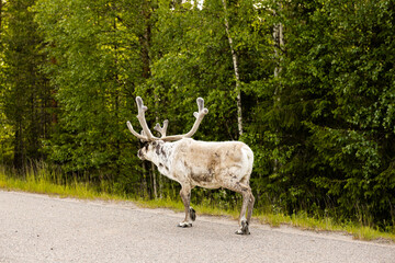 Old White Reindeer