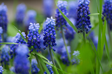  Close up of Spring flowers background grape hyacinth muscari nature outdoor blue and green