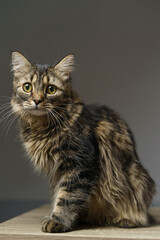 Fototapeta na wymiar Funny large longhair kitten with beautiful big green