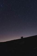 starry night sky with tree shadow