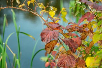 Autumn leaves on the background of the river.