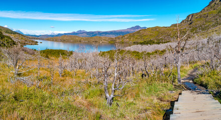 Hiking trail towards Torres Peaks surrounded by austral dead forests in Torres del Paine National...