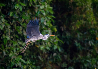 Grey heron