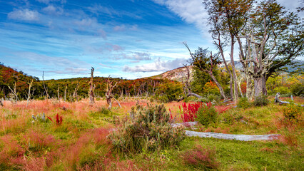 Panoramic with magical austral Magellan sub polar forests and peat bog covered with moss in Tierra del Fuego National Park, Beagle Channel, Patagonia, Argentina, in  Autumn colors.