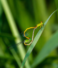 Coromandel marsh darts