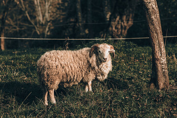 sheep and lambs