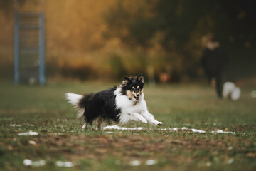 Naklejka na ściany i meble beautiful dog playing frisbee disc flying dog on a beautiful background sport is life