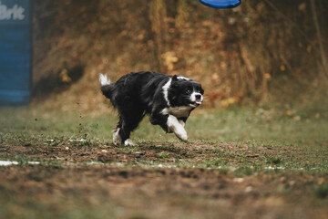 beautiful dog playing frisbee disc flying dog on a beautiful background sport is life