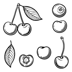 Whole cherry, half and cherry leaf. Vector illustration of a cherry isolated on a white background.