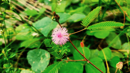 pink flower with blur green background