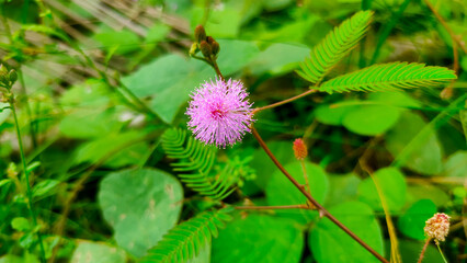 pink flower with blur green background