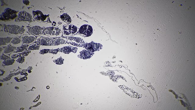 Meiosis of grasshopper in section under microscope magnified in 40 times against bright field background. Macro view of reproduction cells of an insect studied in laboratory. Cellular dividing