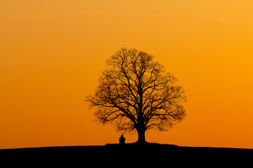 silhouette of a tree in sunset