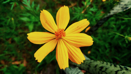 yellow flower focus with blur green background