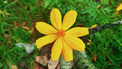 yellow flower focus with blur green background